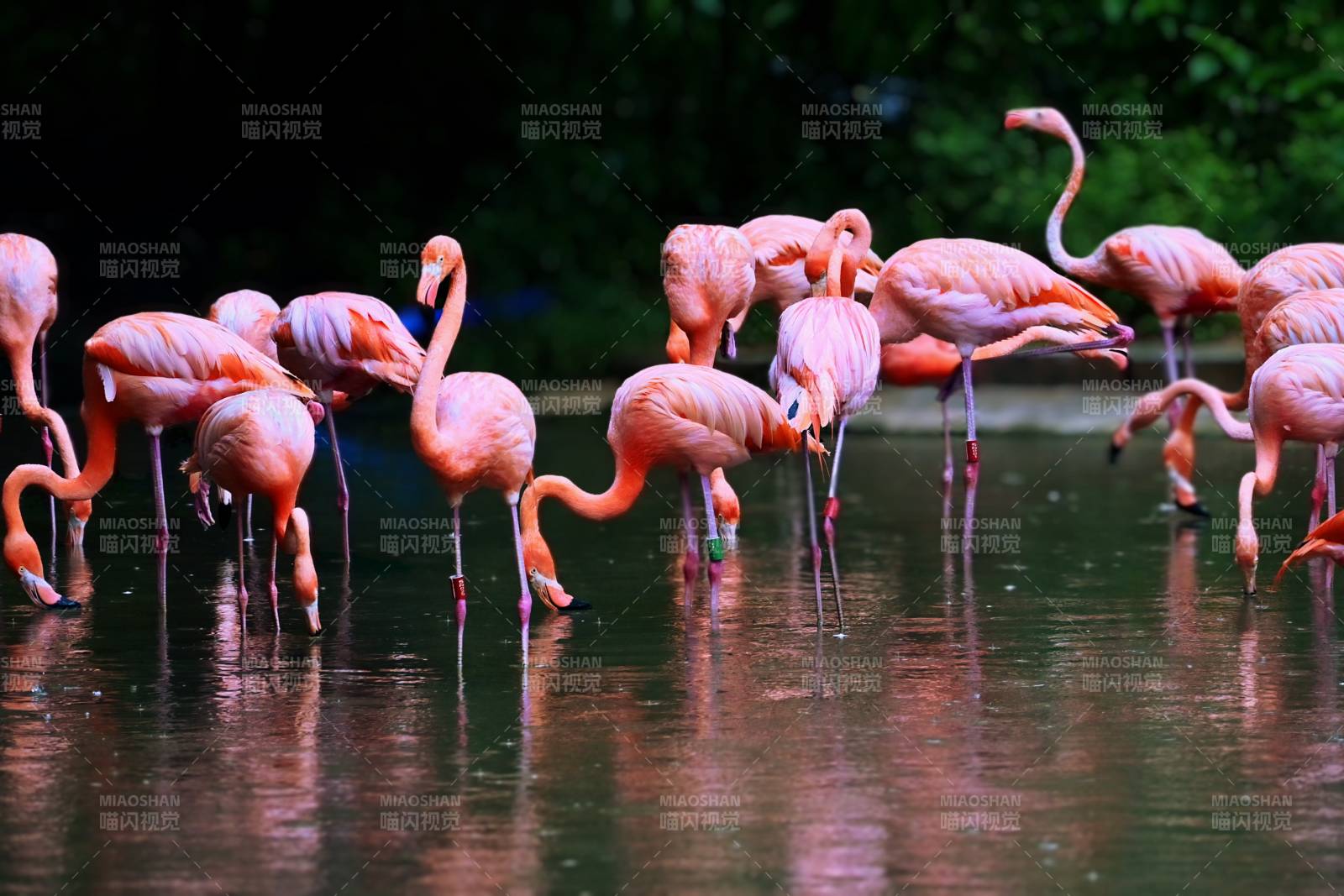 粉红火烈鸟群聚水边图片
