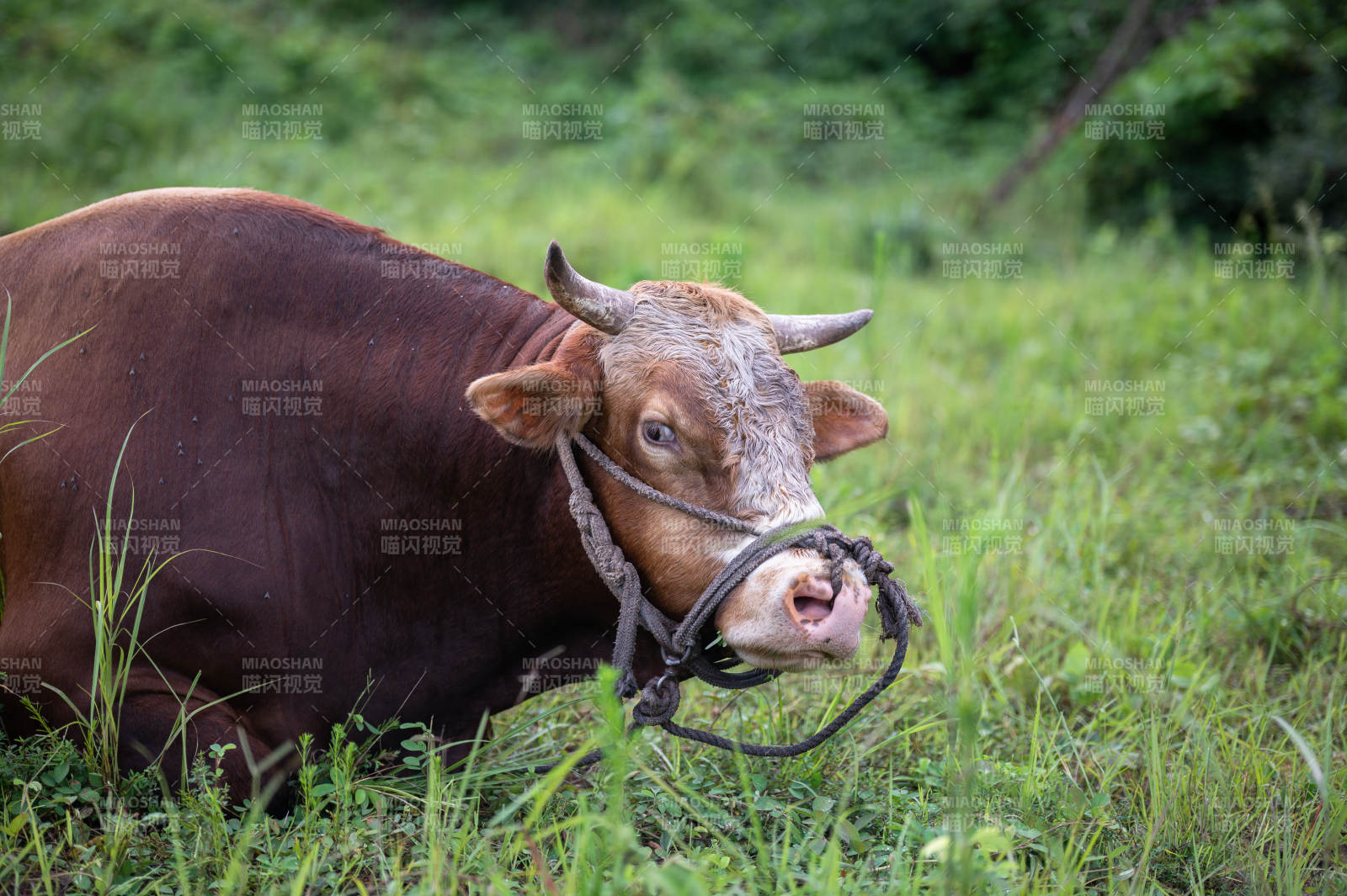 牧草中的牛图片
