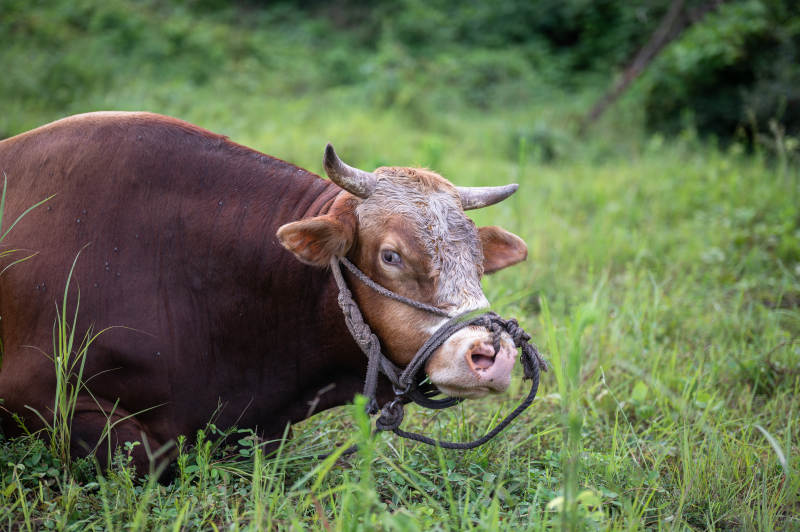牧草中的牛图片