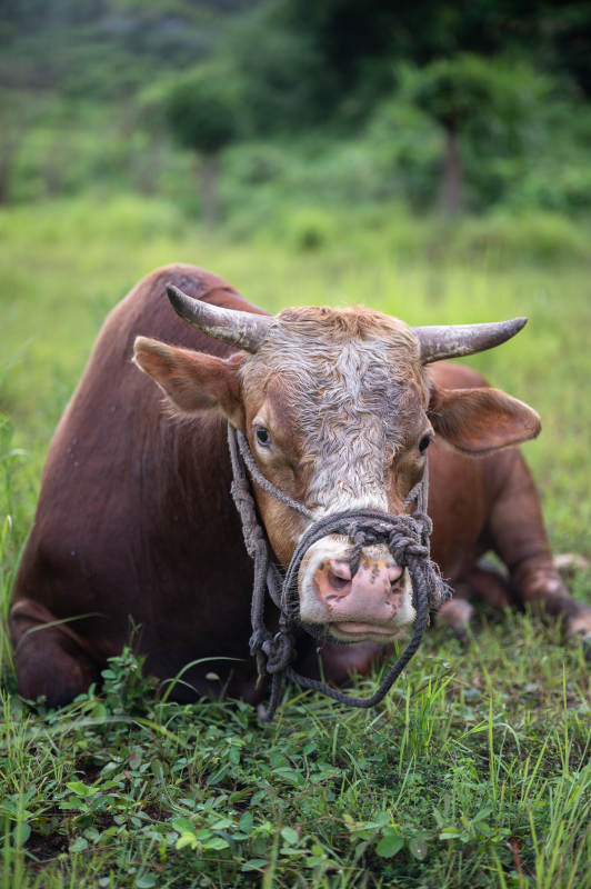 草地上的牛图片
