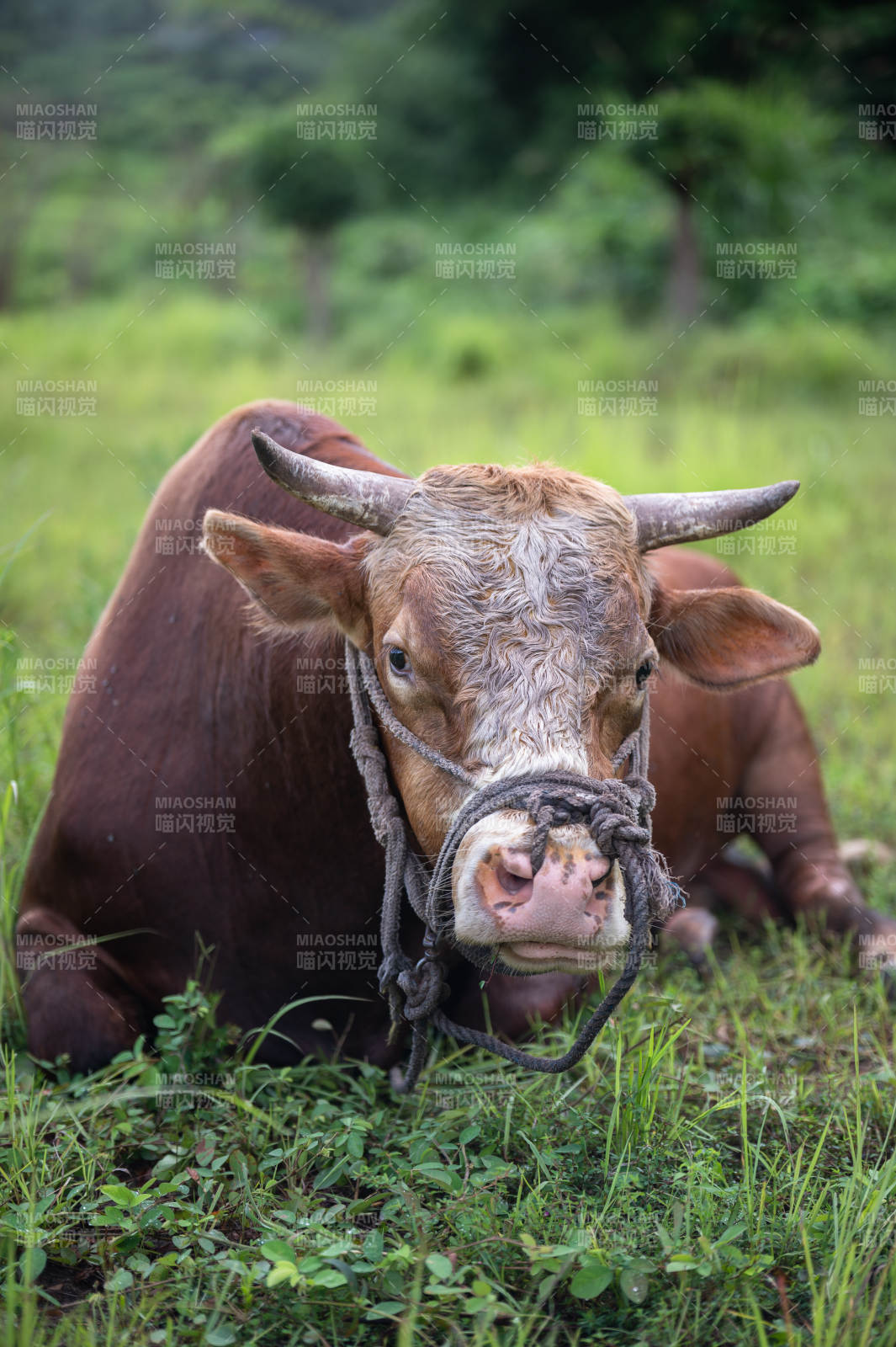 草地上的牛图片