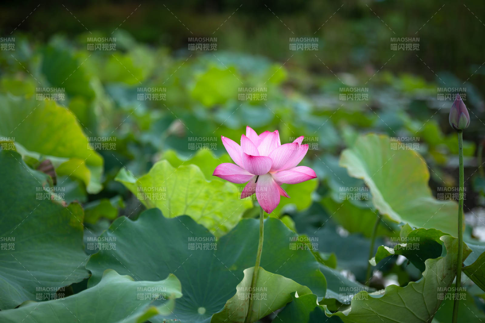 池塘中的莲花盛开图片