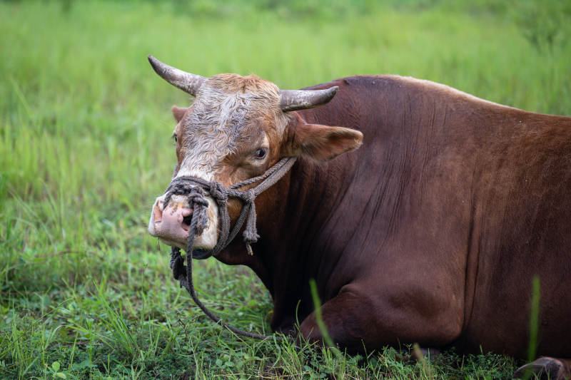 牛在草地上休息图片