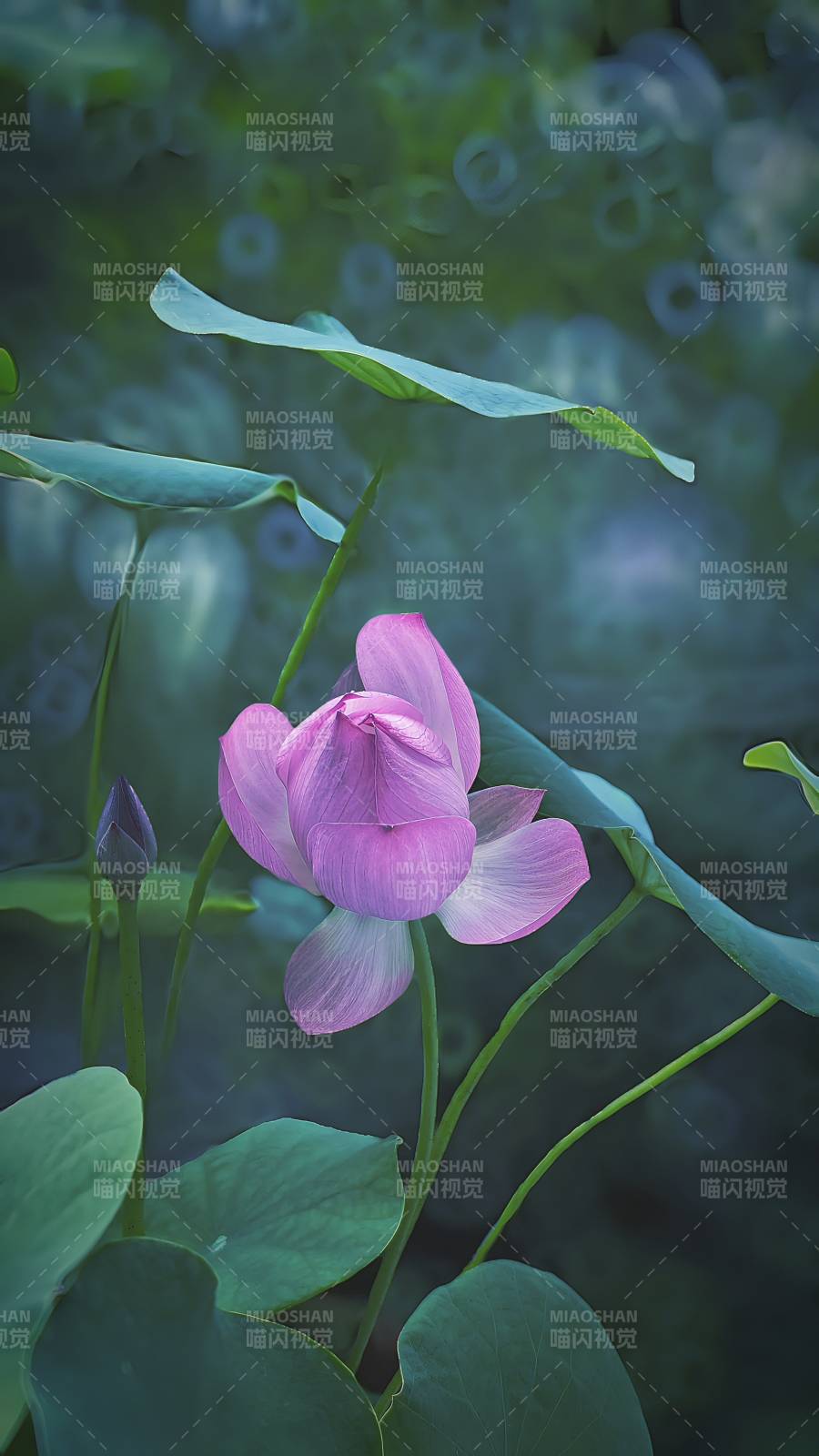 池中莲花静谧绽放图片