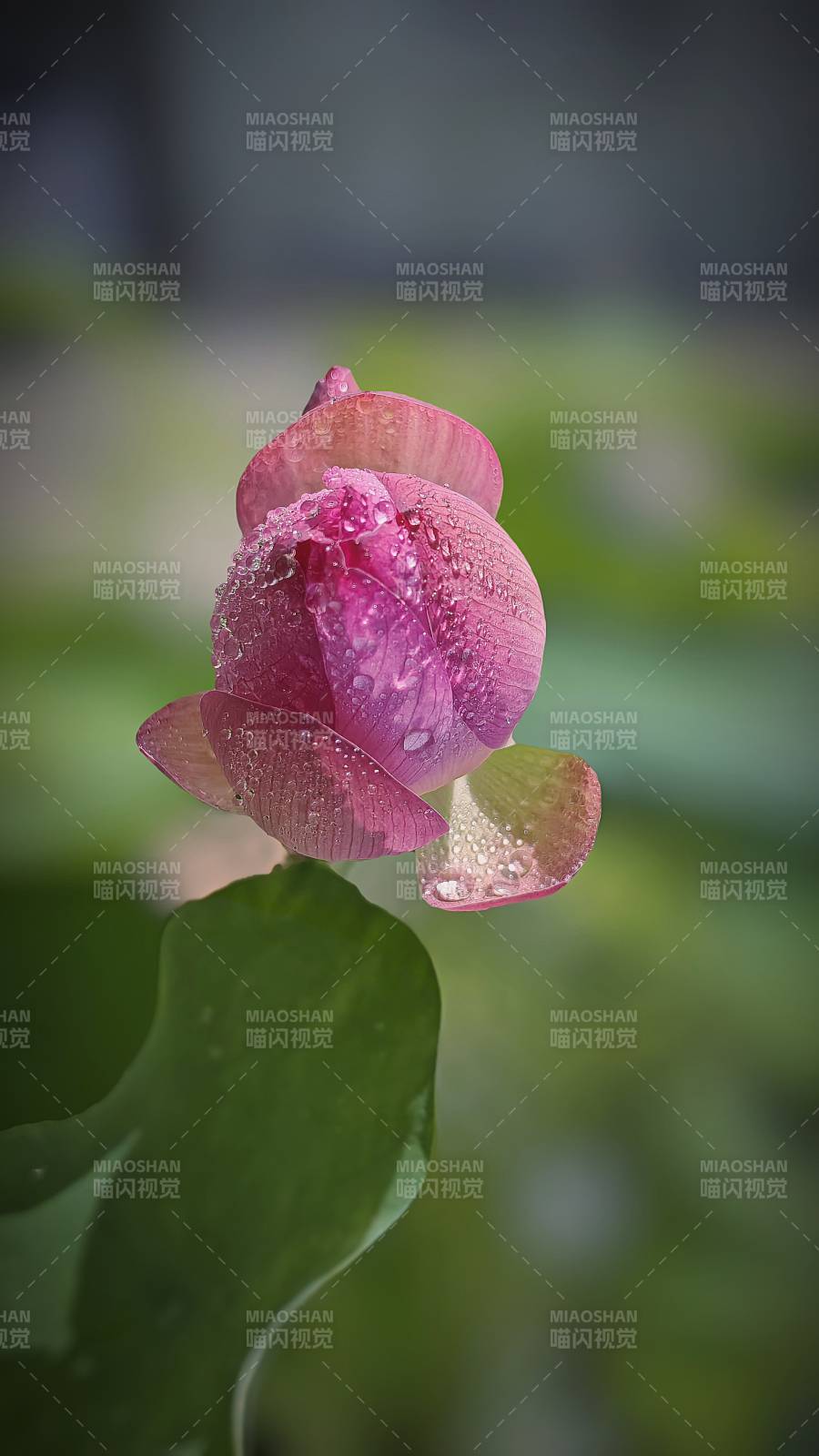 雨后荷花 清新绽放图片