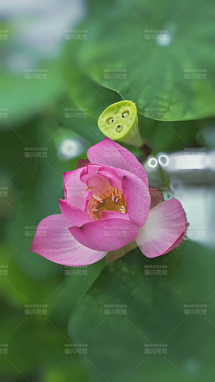 雨后荷花 清新绽放图片