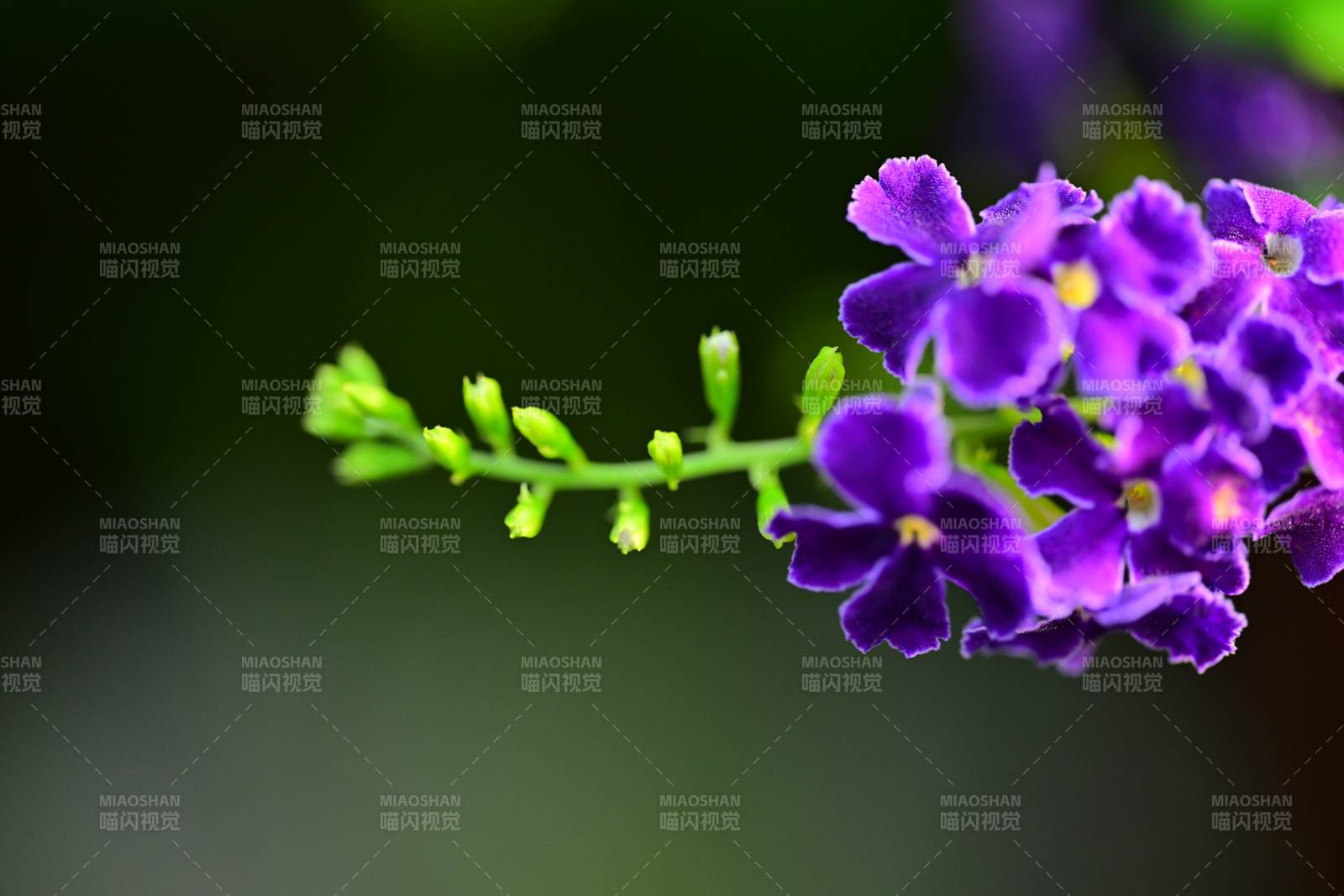 假连翘的美丽瞬间图片