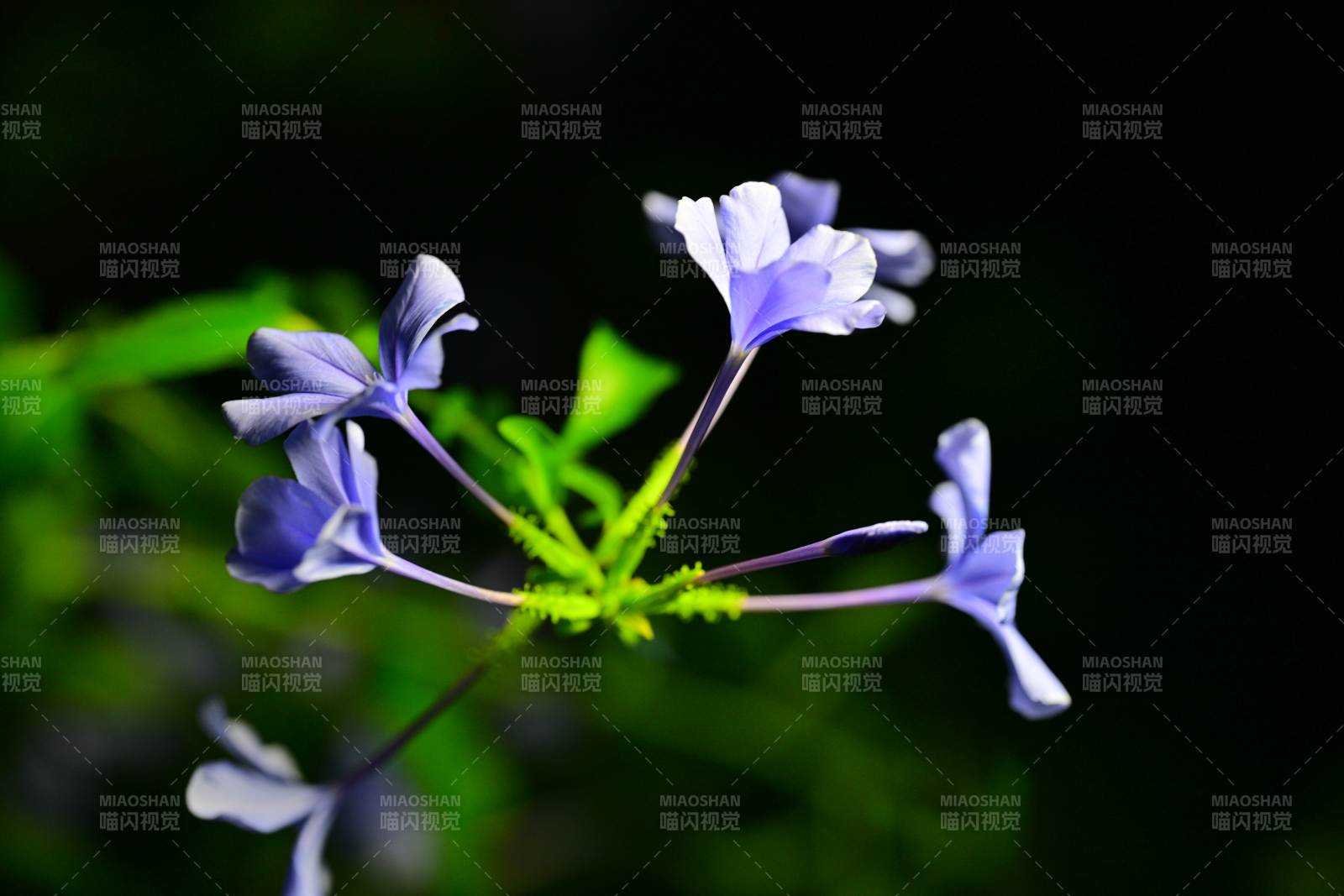 紫色小花在绿叶间绽放图片