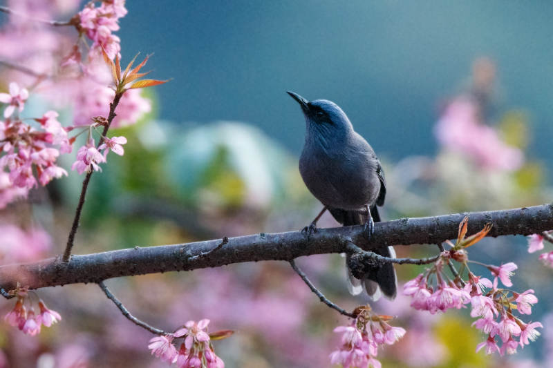 春日枝头鸟语花香 (丽色奇鹛)图片