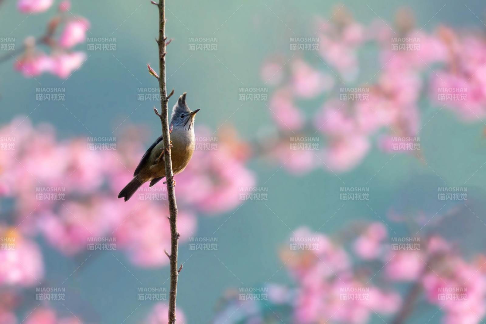 春日鸟鸣花间景 (纹喉凤鹛)图片