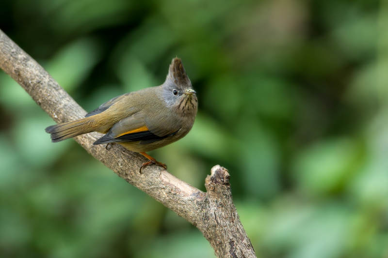 纹喉凤鹛枝头上栖息图片