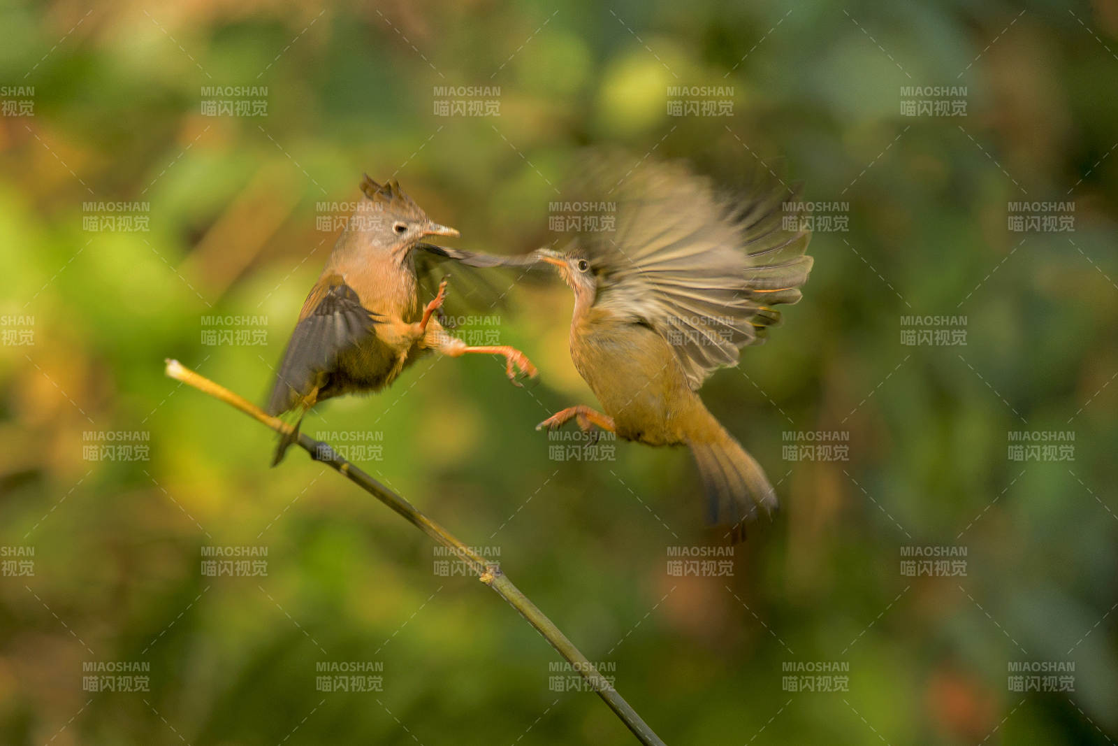 两只小鸟在枝头嬉戏图片