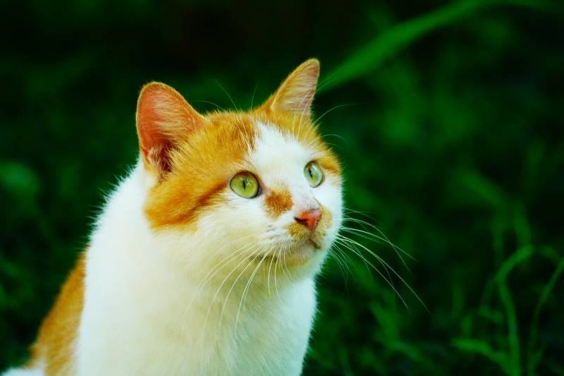 橙白猫咪绿眼凝视图片