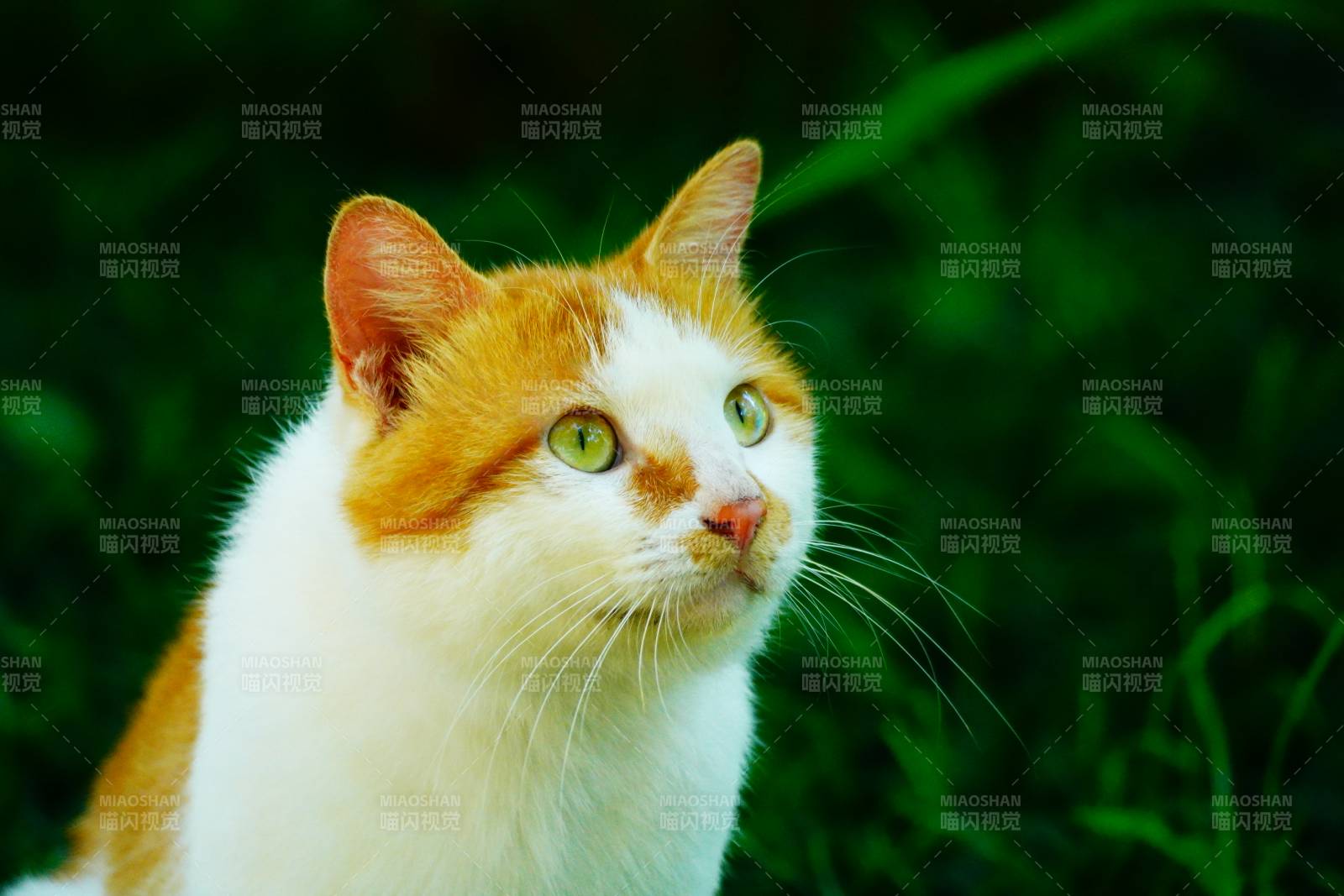 橙白猫咪绿眼凝视图片