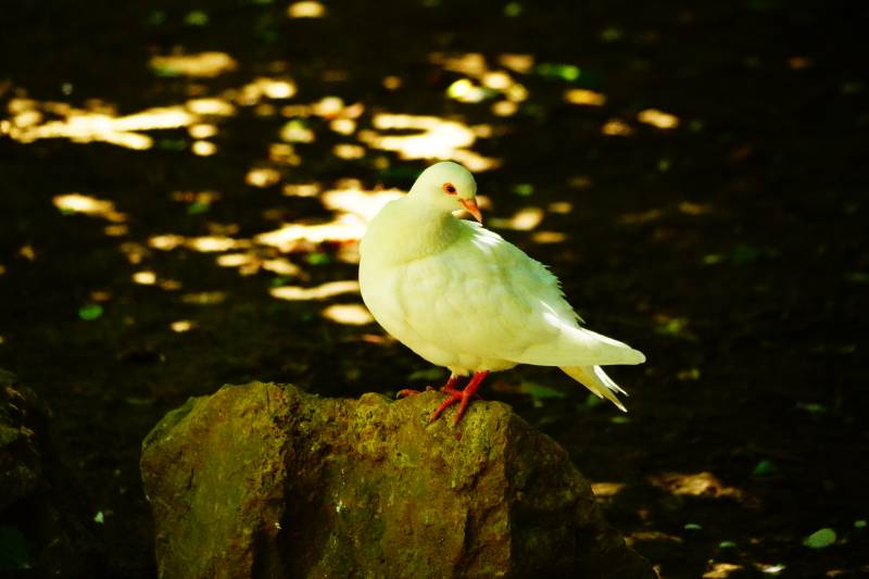 阳光下的白色鸽子图片