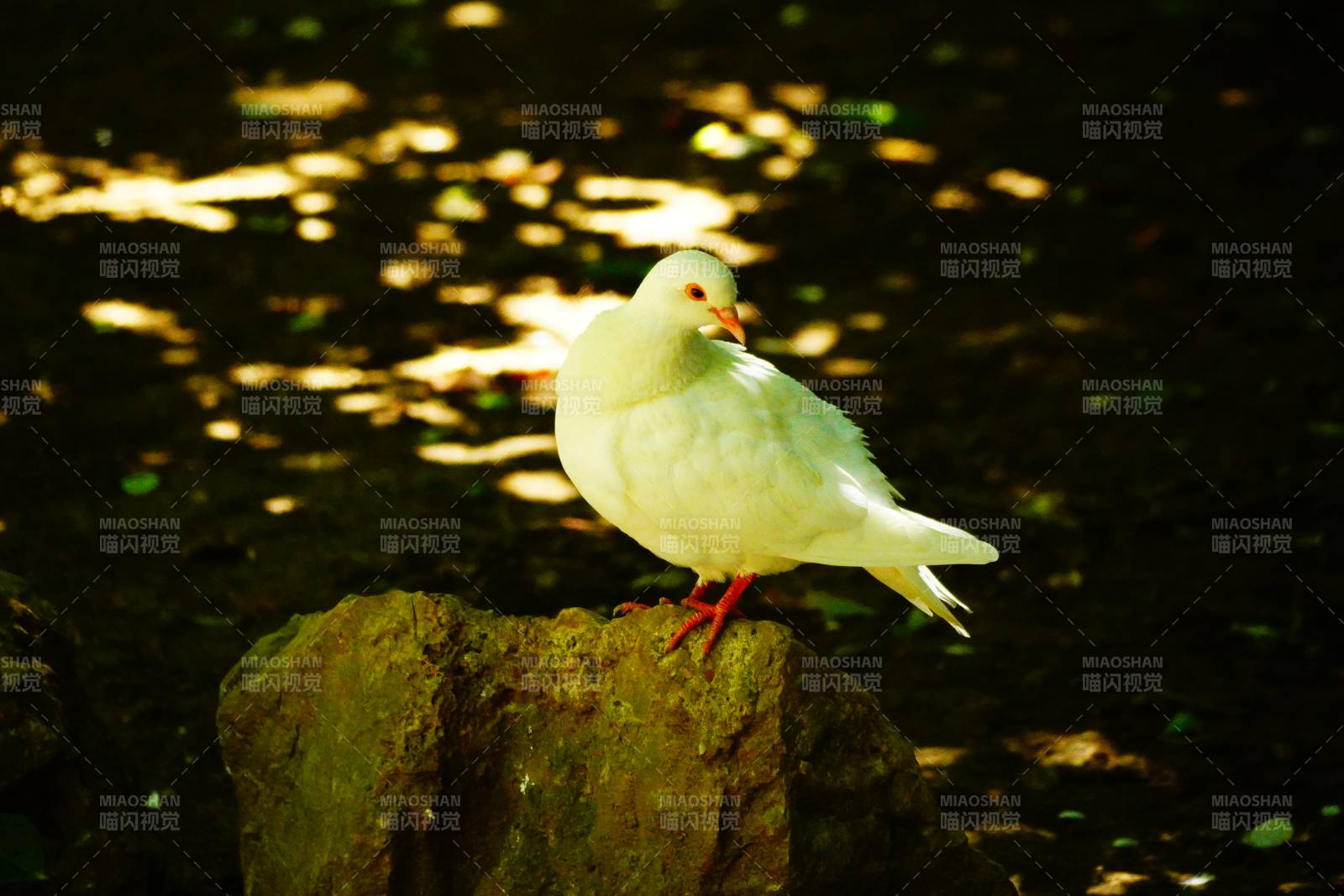 阳光下的白色鸽子图片