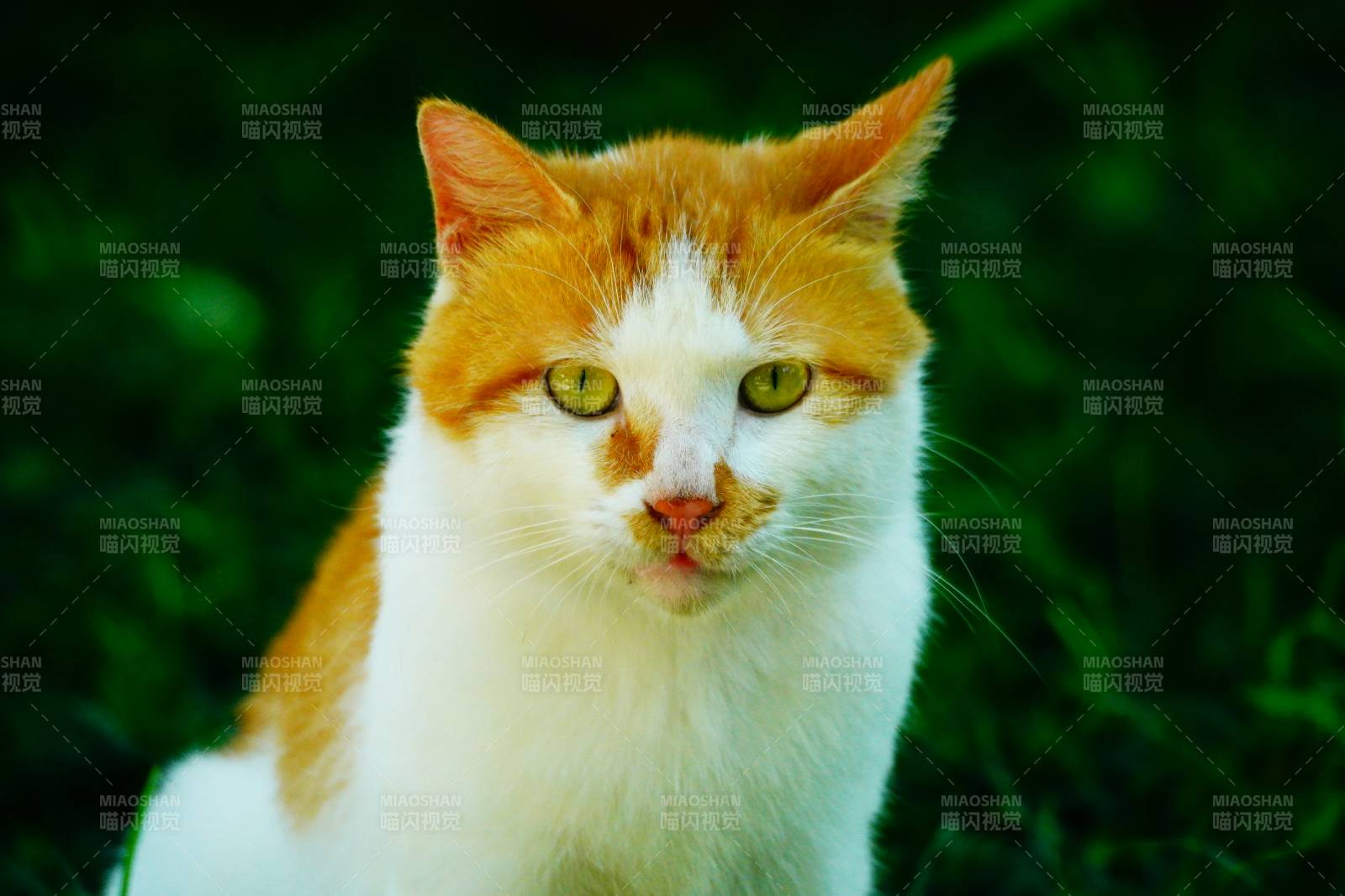 橙白猫咪绿草中图片