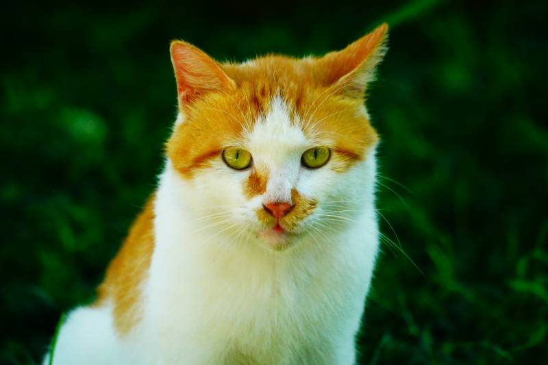 橙白猫咪绿草中图片