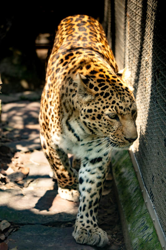 豹子在围栏旁行走图片