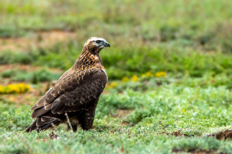 草原上的鹰图片