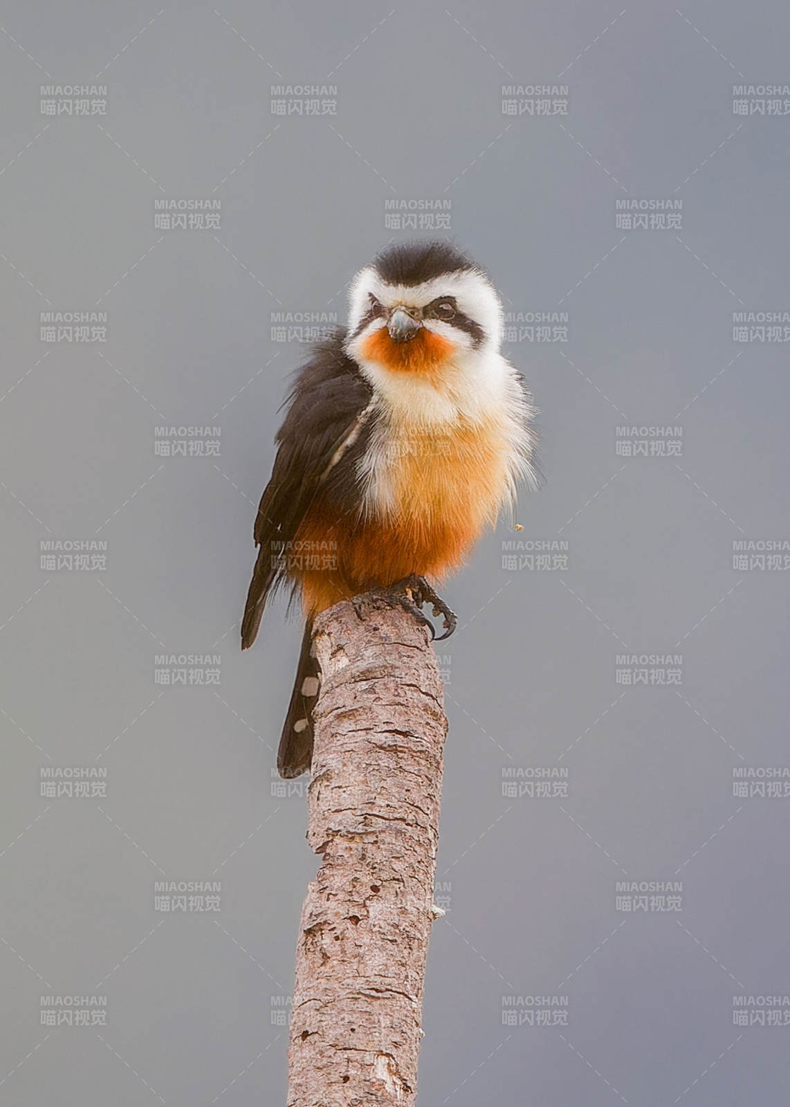 树梢上的小隼鸟图片