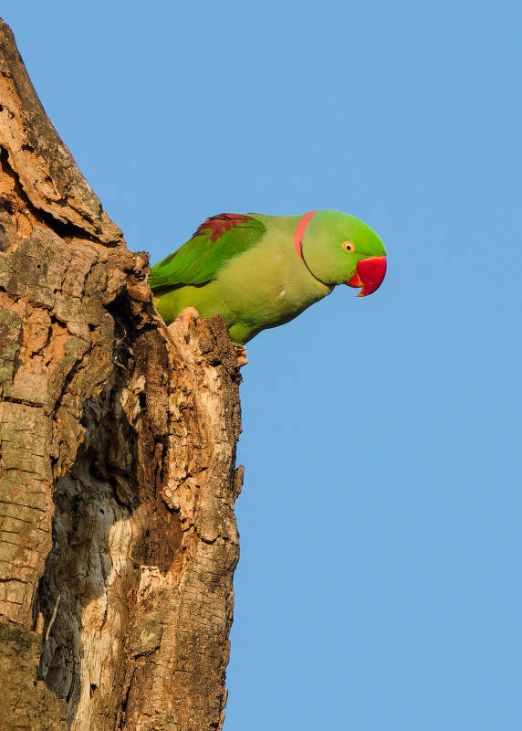 绿鹦鹉栖息树洞旁图片