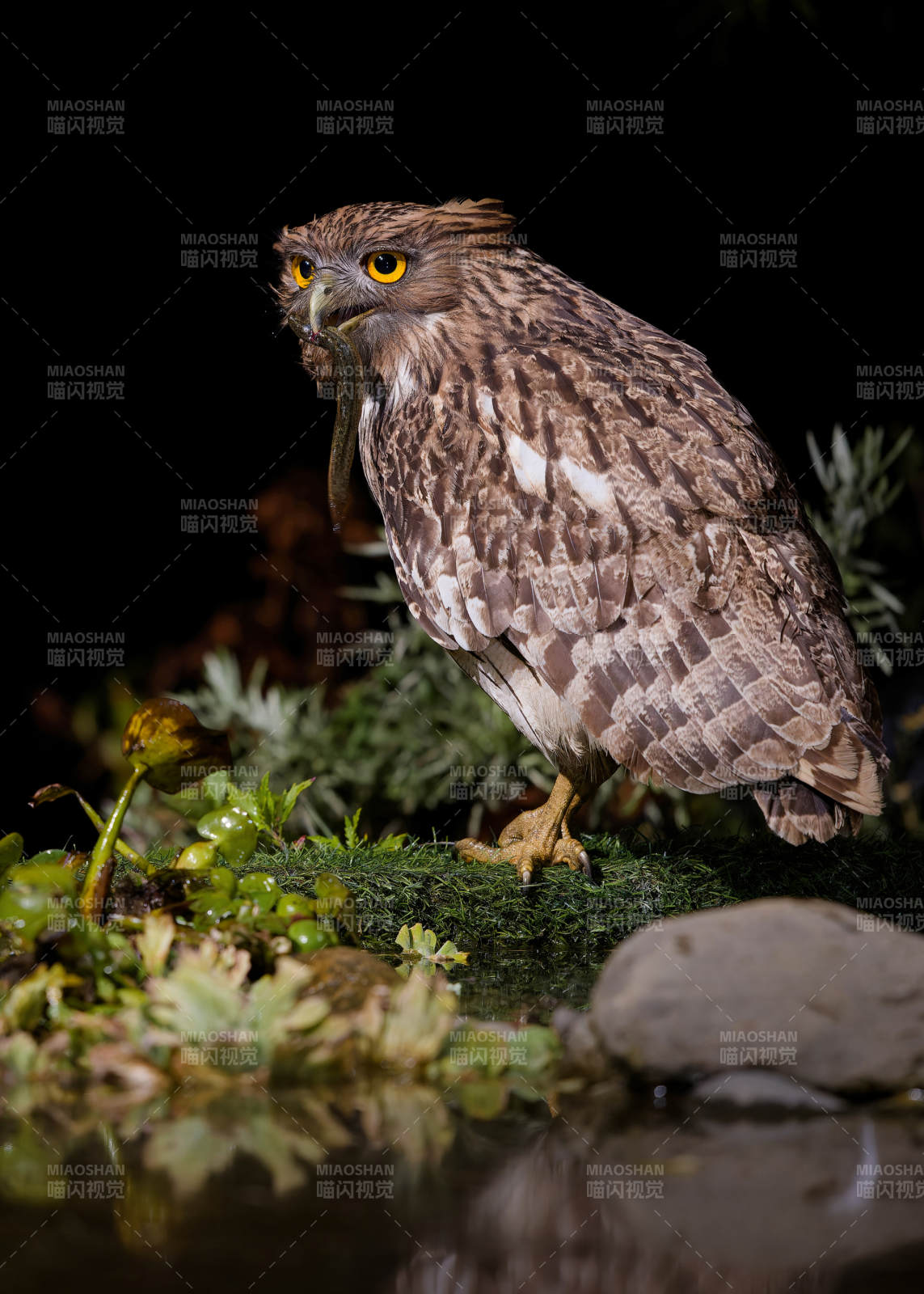 夜鹰捕食 静谧中的猎手图片