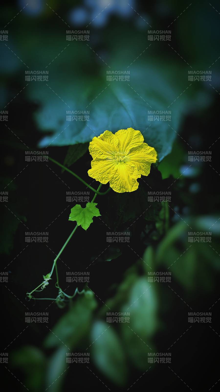 黄花绿叶 自然之美图片