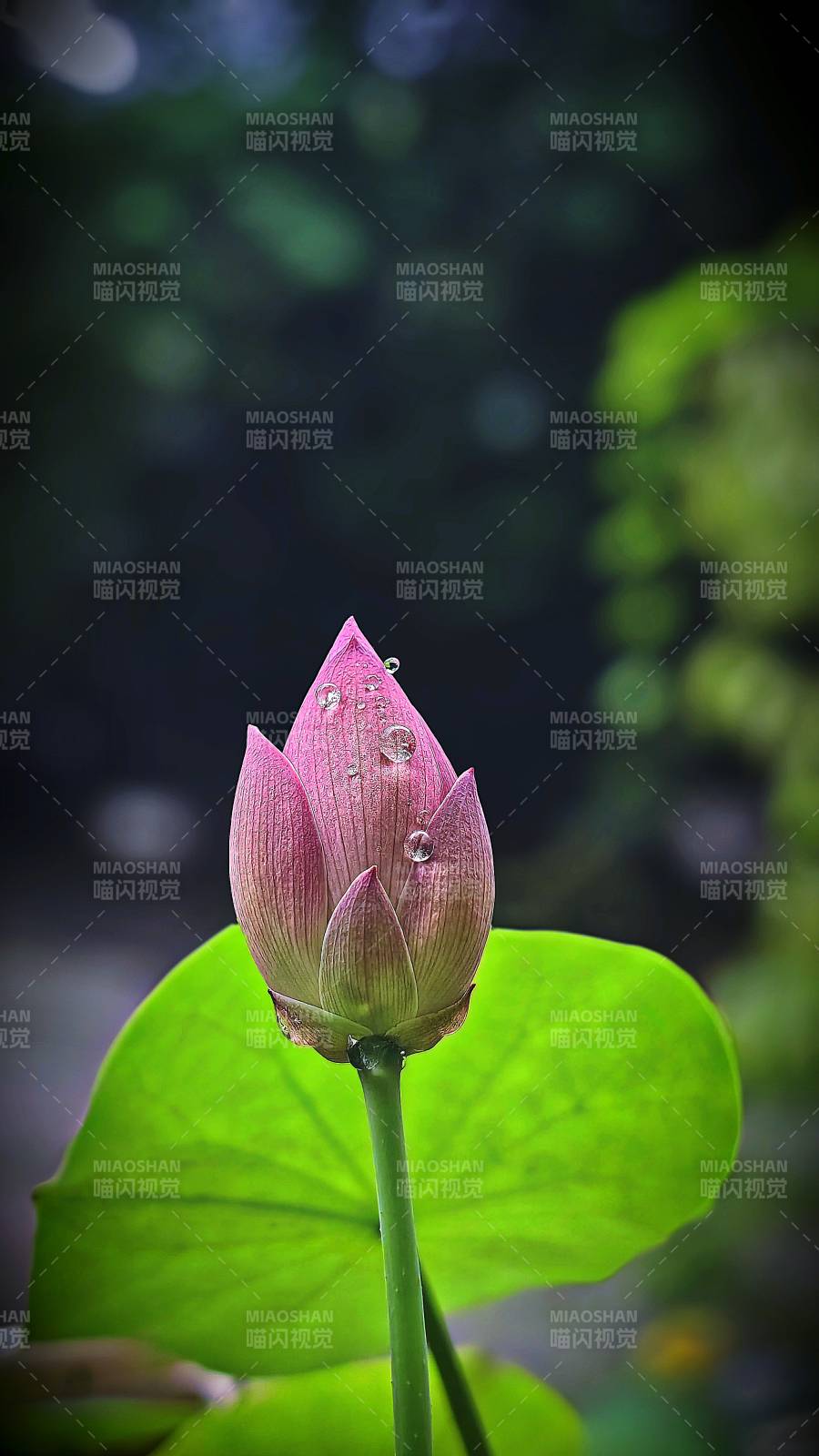 雨后荷花含苞待放图片