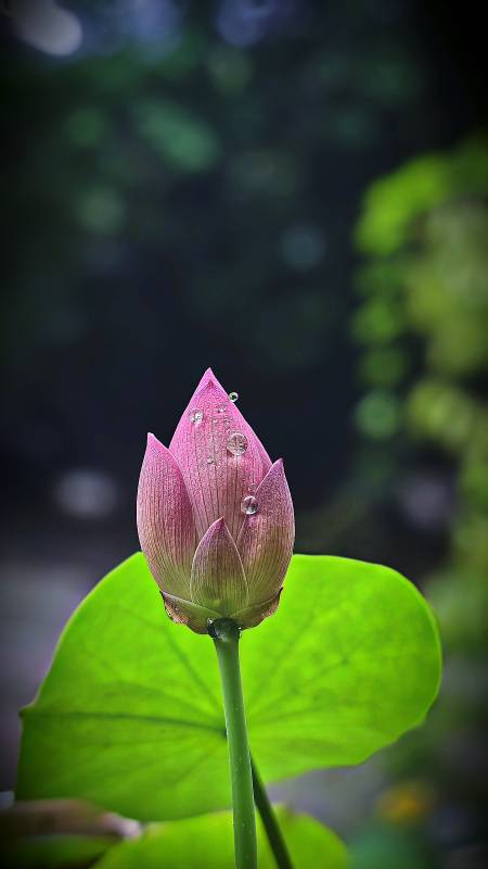 雨后荷花含苞待放图片