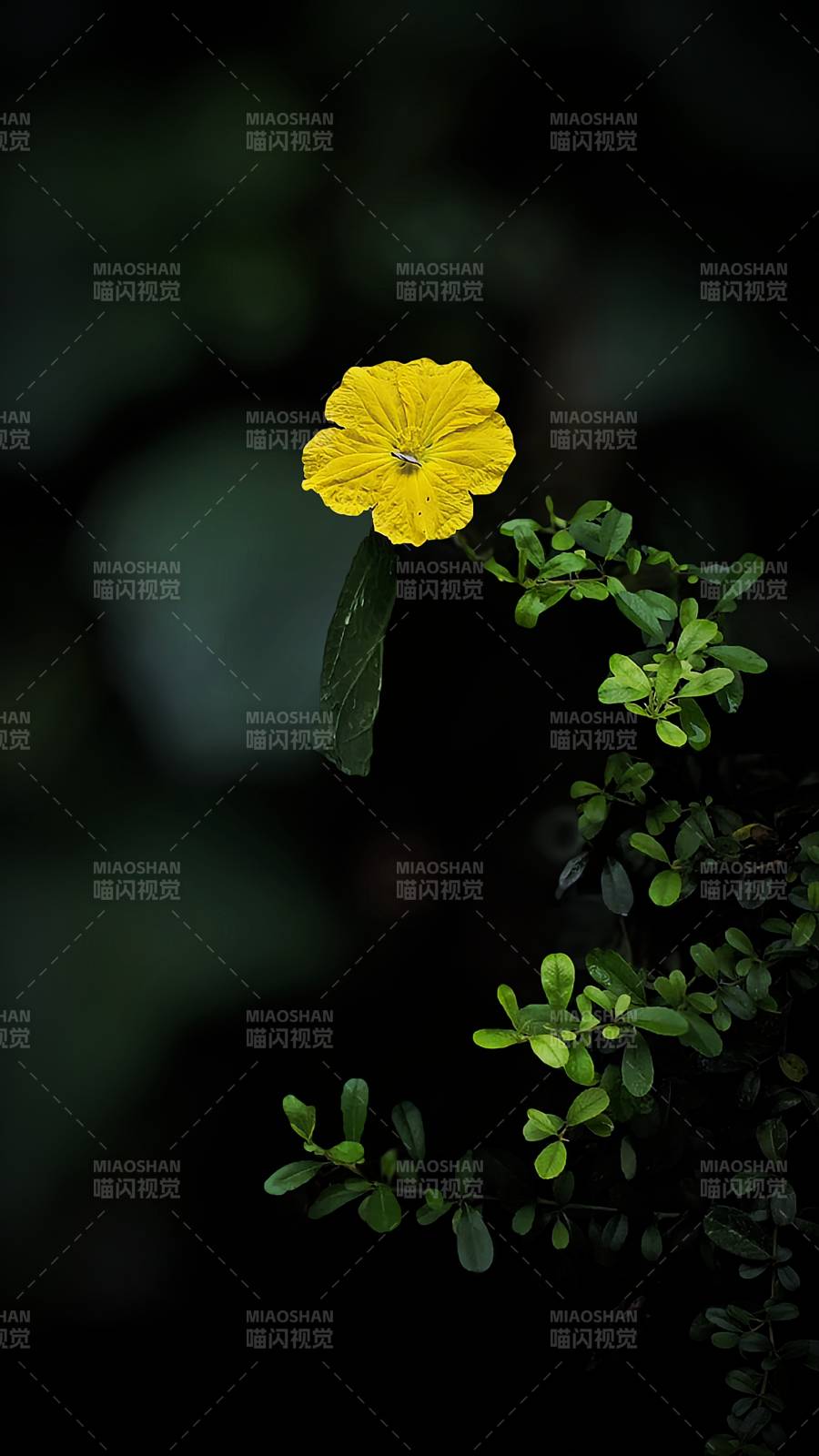 孤黄花在绿叶中绽放图片