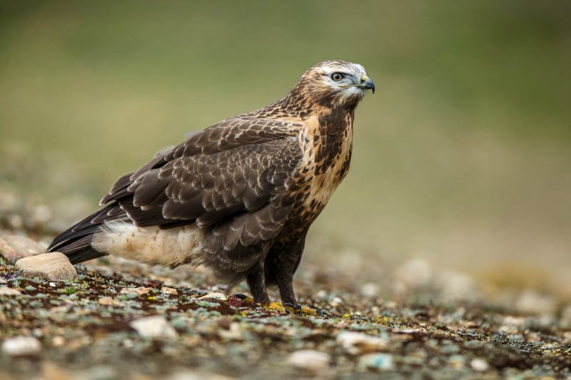 草原上的雄鹰图片