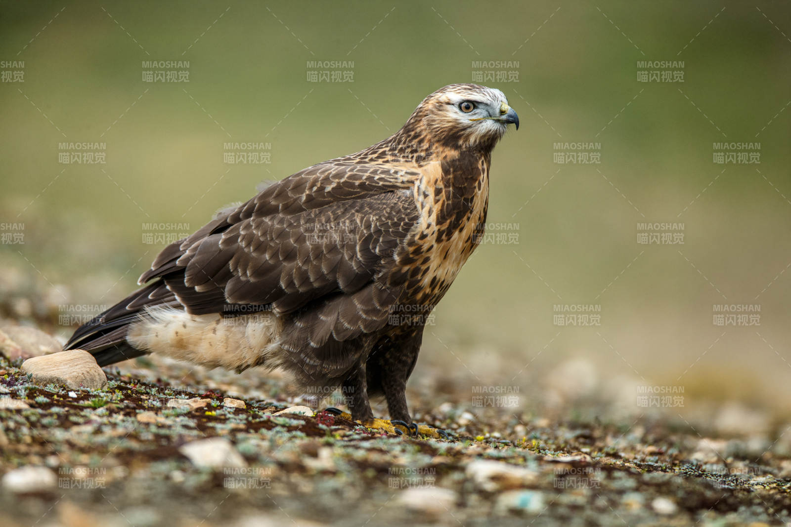 草原上的雄鹰图片