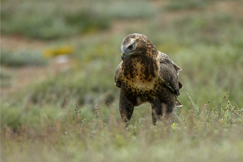 草原上的鹰图片
