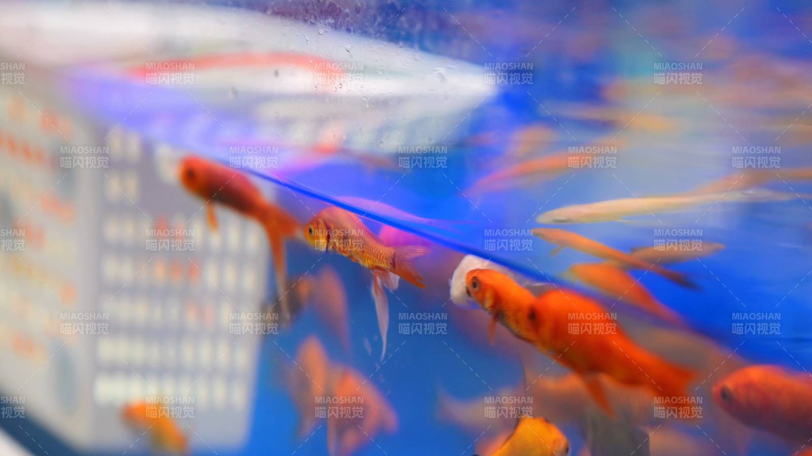 水族箱中的金鱼游动图片