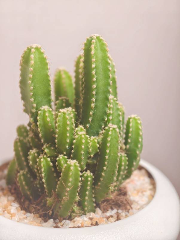 盆栽仙人掌的绿色魅力图片