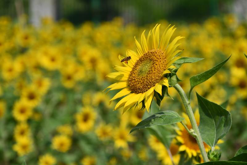 蜜蜂采蜜向日葵花田图片
