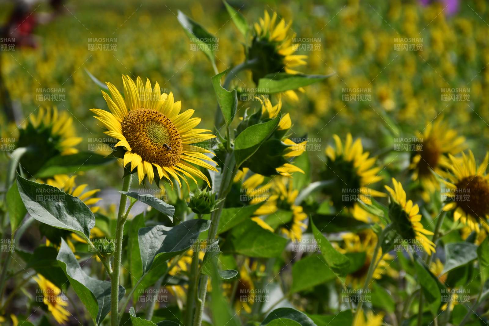 向日葵花田的明媚阳光图片