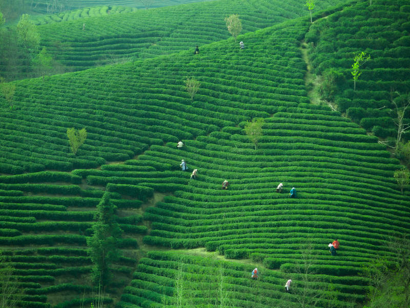 茶园春色 采茶忙时图片