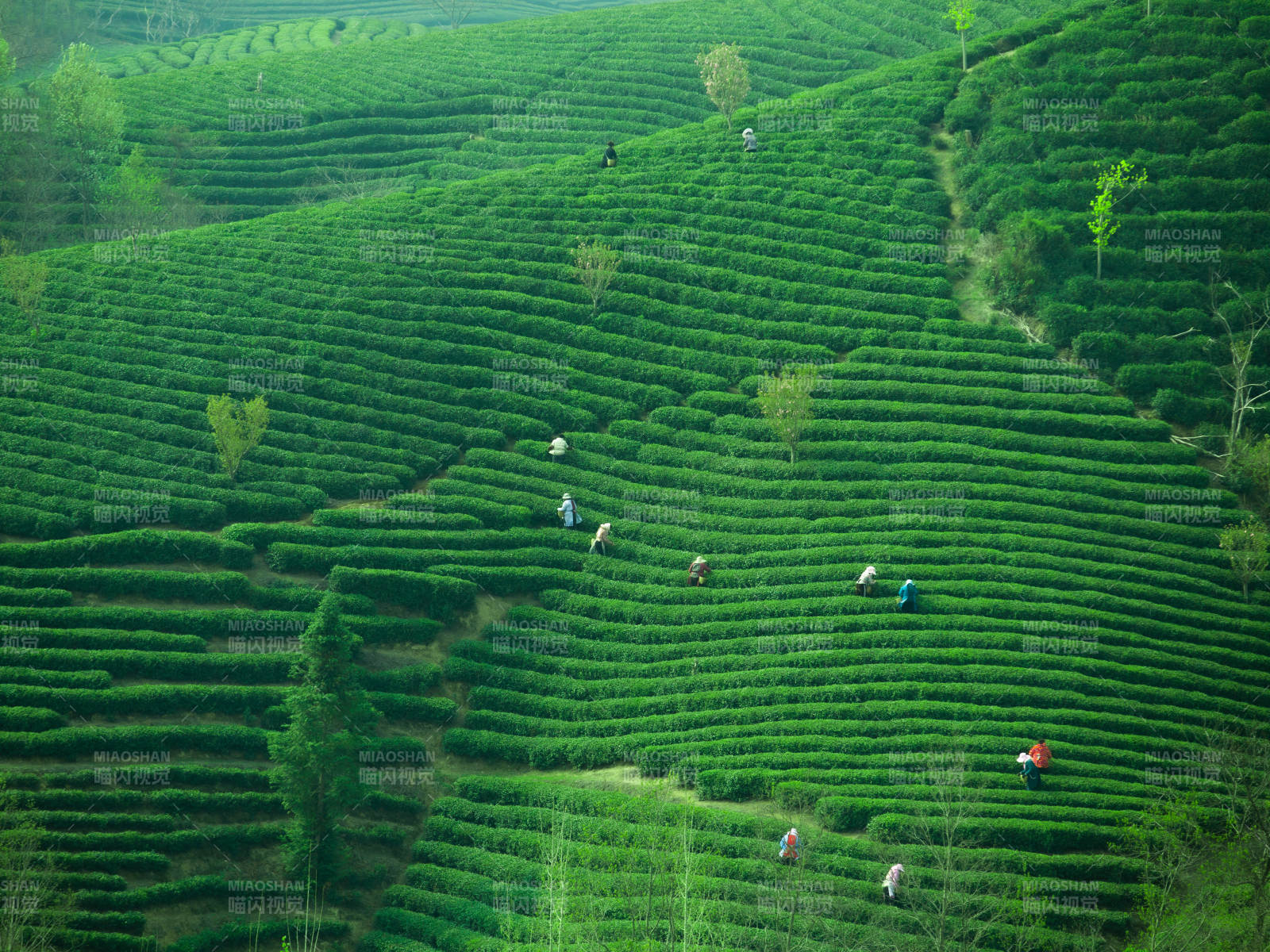 茶园春色 采茶忙时图片
