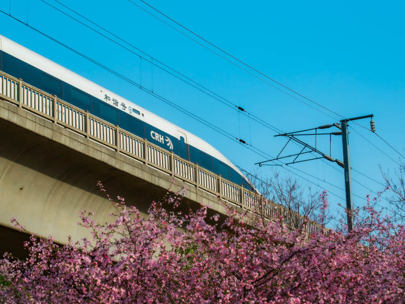 高铁穿花海 春意浓情景图片