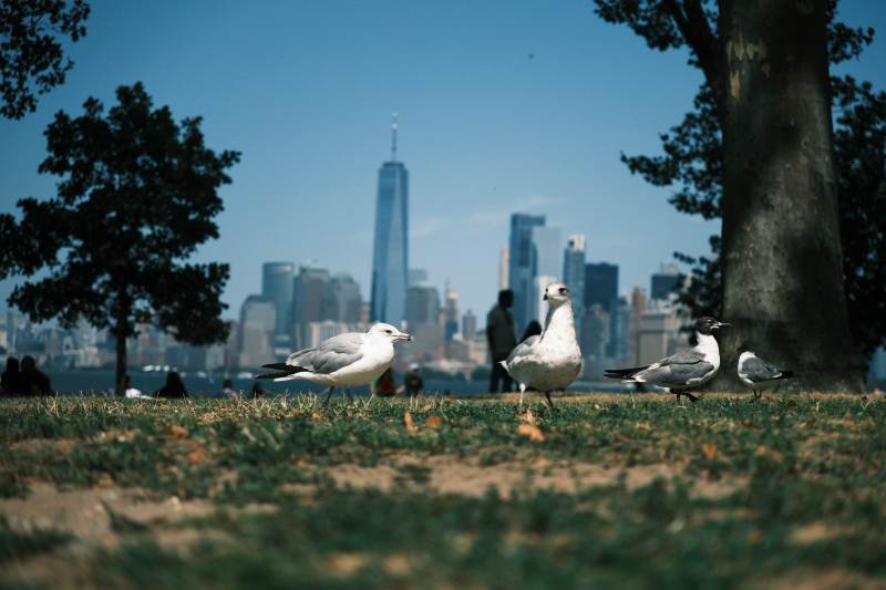 城市公园里的海鸥图片