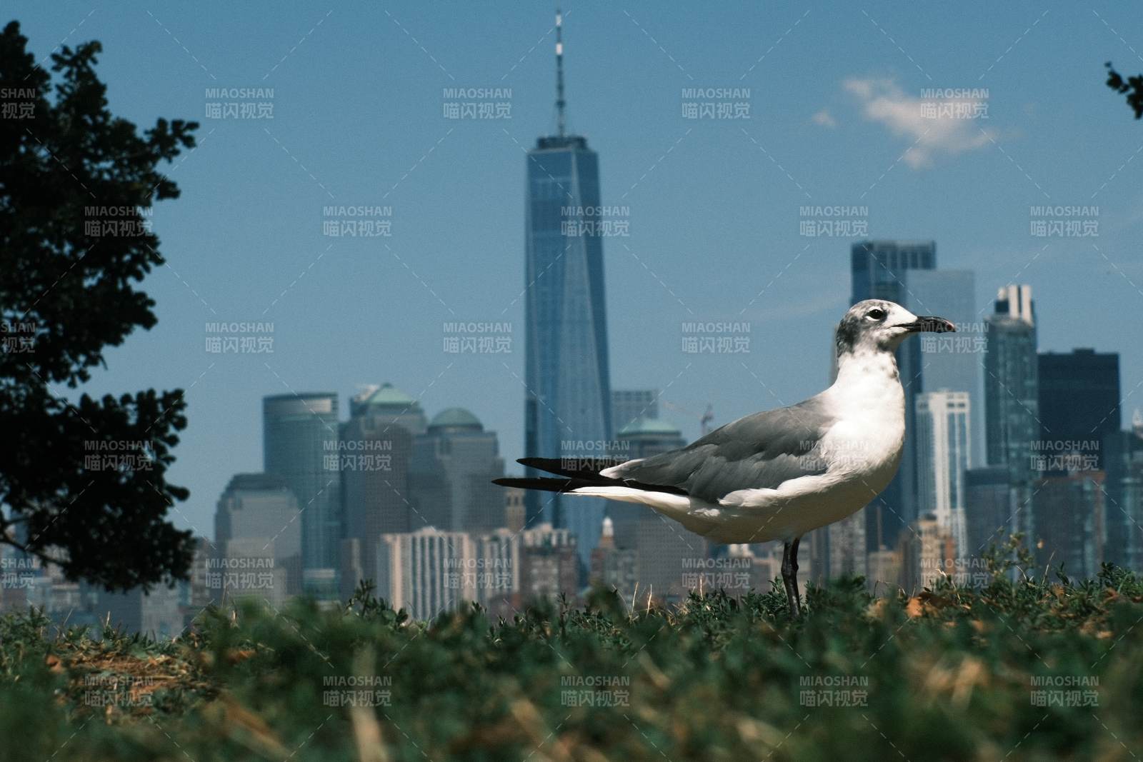 纽约背景下的海鸥图片