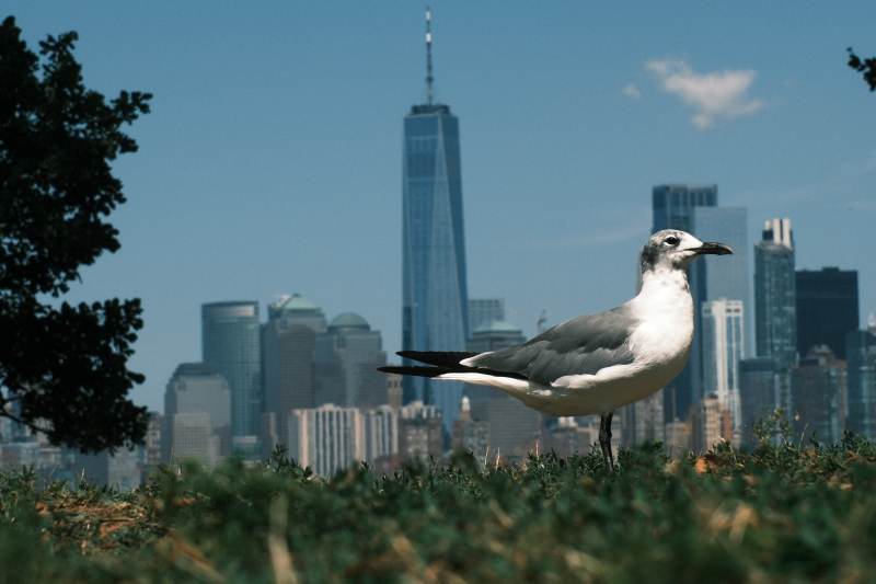 纽约背景下的海鸥图片
