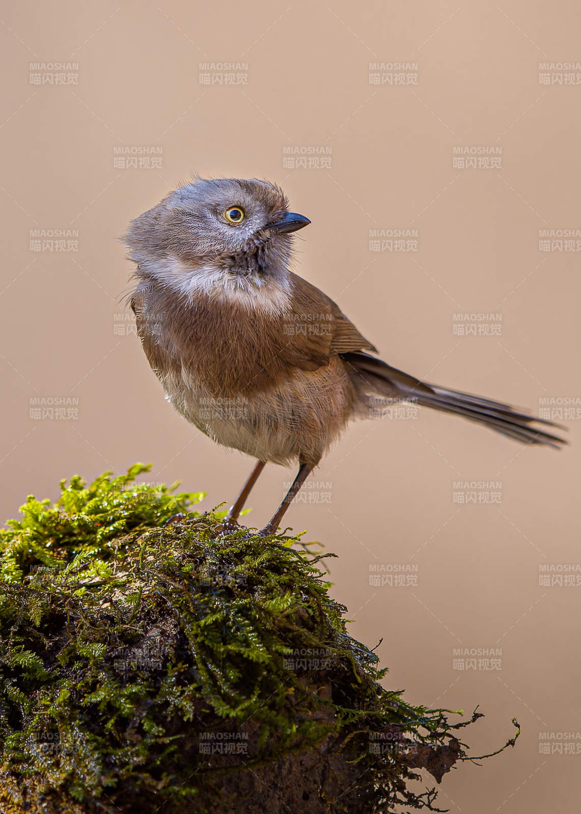 苔藓上的小鸟 银脸长尾山雀 山西临汾图片