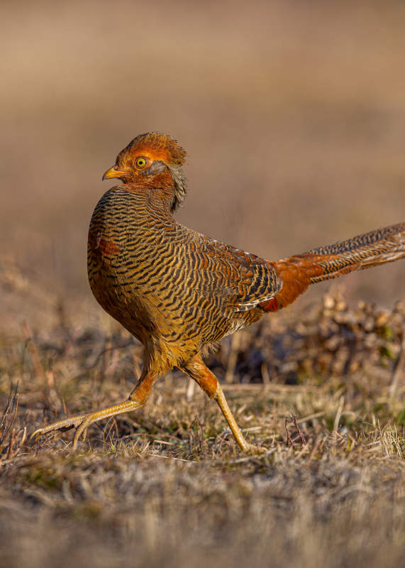 锦鸡在草地上漫步图片