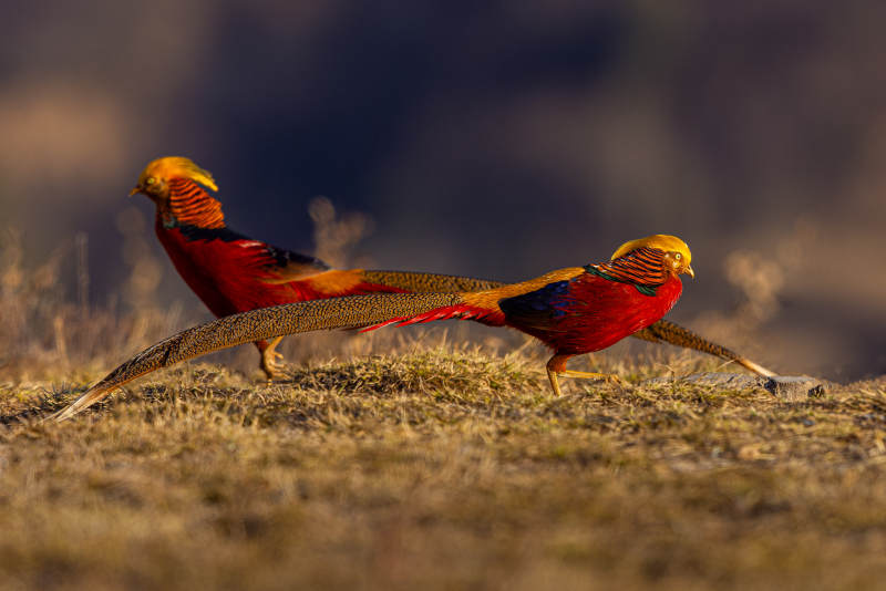 红腹锦鸡漫步草原晨曦中图片