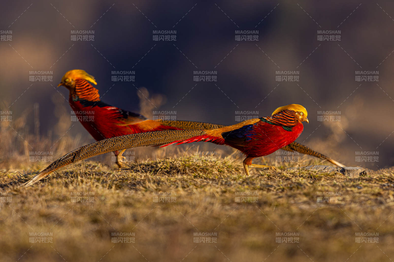红腹锦鸡漫步草原晨曦中图片