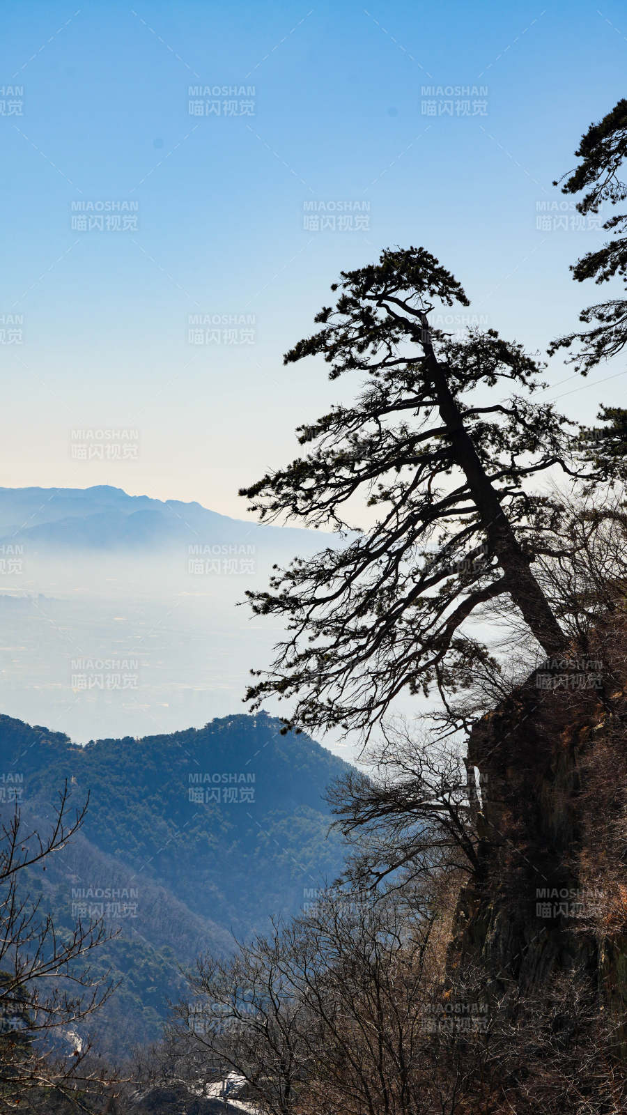 泰山山巅松树 远眺云海图片