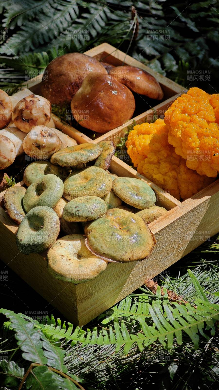 森林珍菌 自然馈赠图片